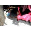 Restauracja PinkFlamingo w Warszawie